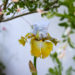 magnifique iris de couleur bleu et jaune