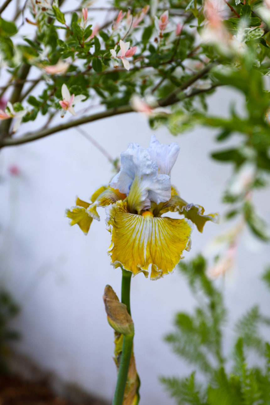 iris baby i love you magnifique iris de couleur bleu et jaune