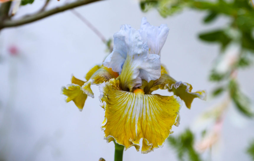 magnifique iris de couleur bleu et jaune