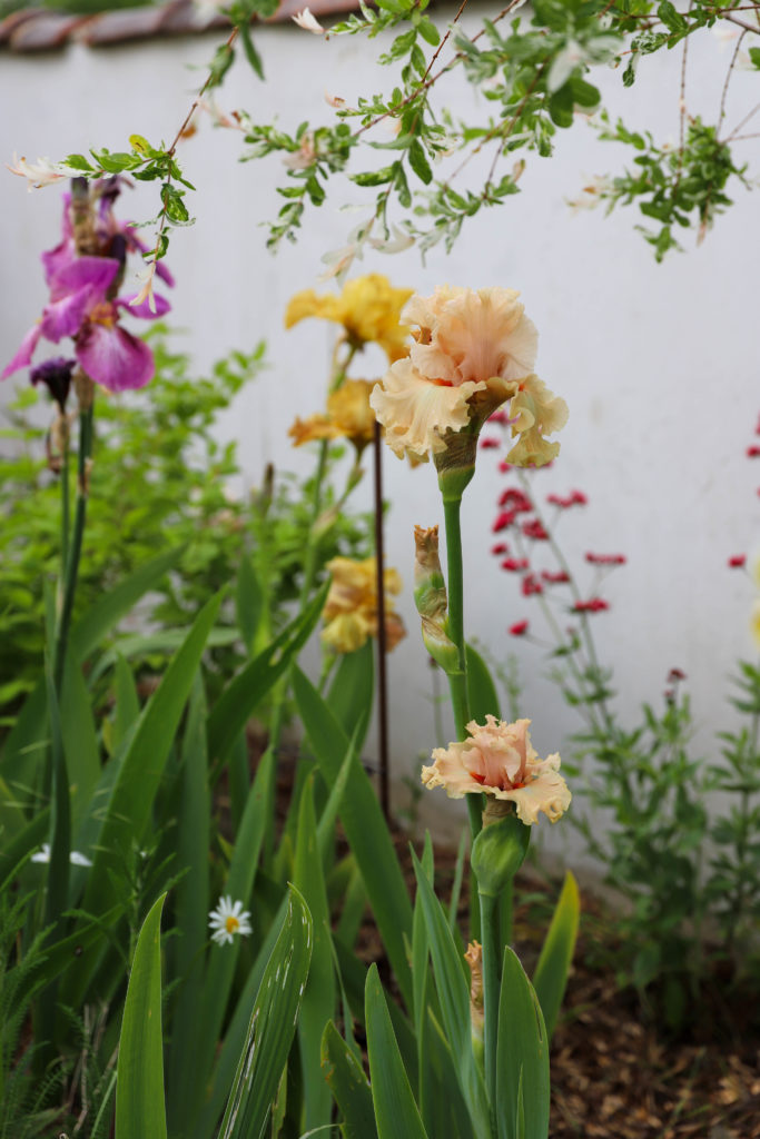 jardin charmant avec des iris roses, oranges et jaunes