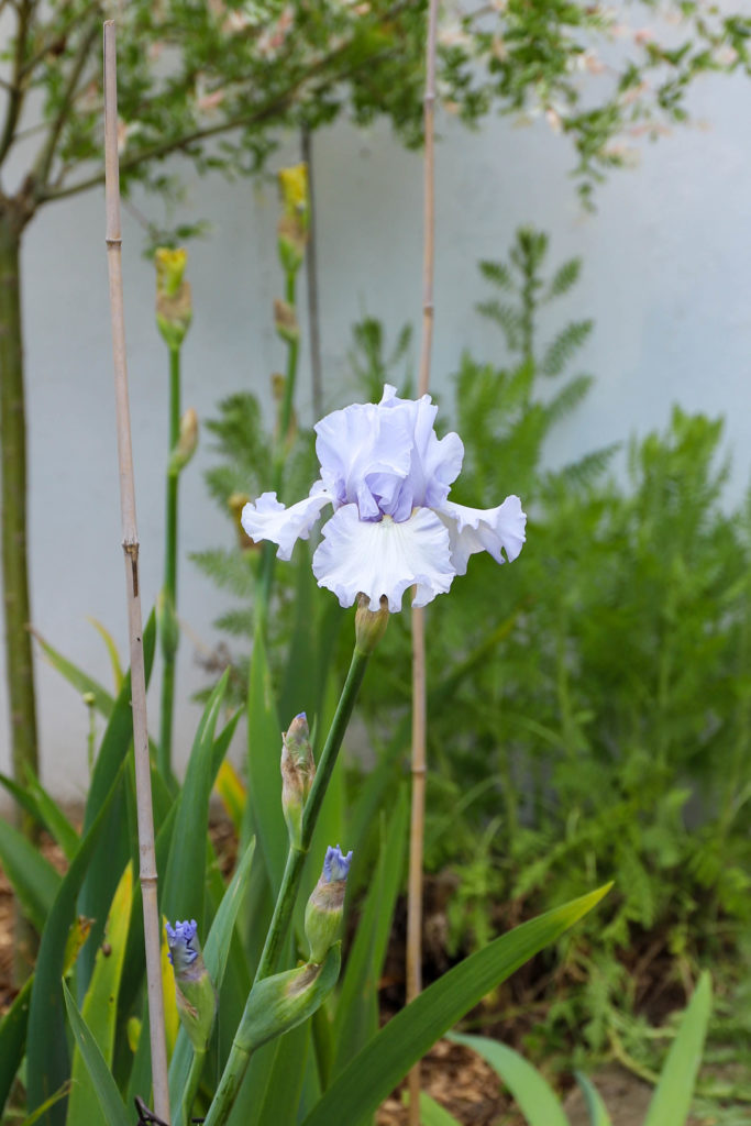 iris de couleur mauve très pâle gris acier