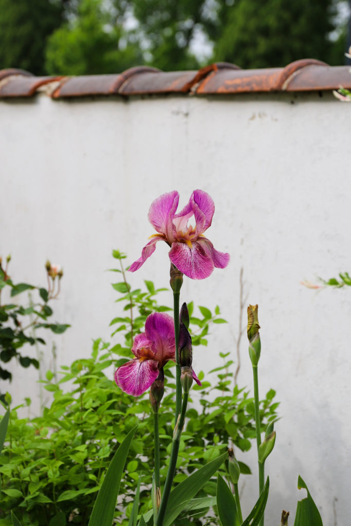 iris roses