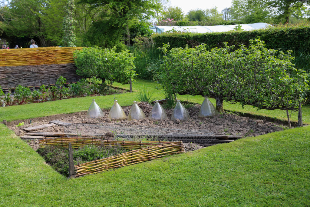 jardin potager avec des cloches en verre pour protéger les salades